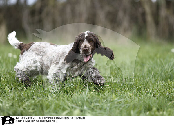 young English Cocker Spaniel / JH-26589