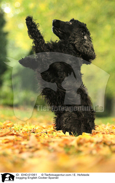 English Cocker Spaniel macht Mnnchen / begging English Cocker Spaniel / EHO-01061
