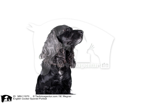 English Cocker Spaniel Portrait / English Cocker Spaniel Portrait / MW-11970