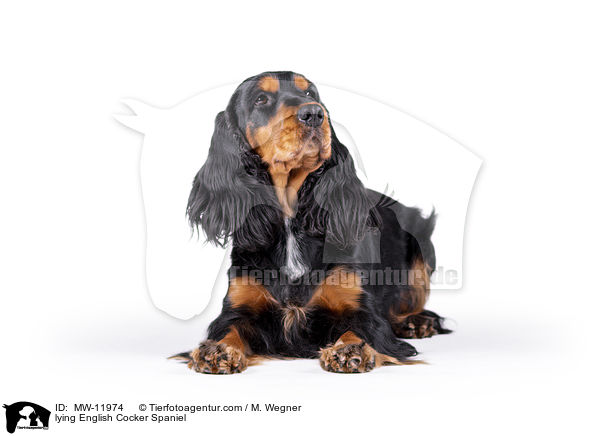 liegender English Cocker Spaniel / lying English Cocker Spaniel / MW-11974