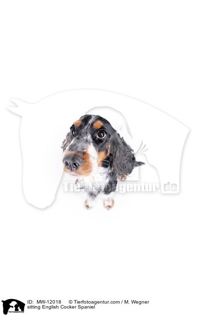sitzender English Cocker Spaniel / sitting English Cocker Spaniel / MW-12018