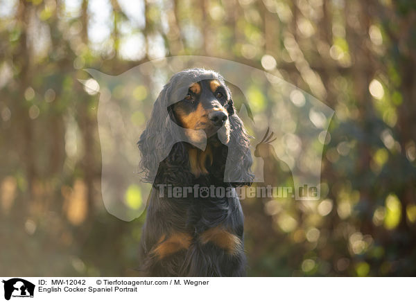 English Cocker Spaniel Portrait / English Cocker Spaniel Portrait / MW-12042