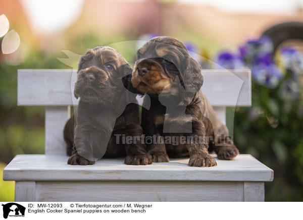 English Cocker Spaniel Welpen auf Holzbank / English Cocker Spaniel puppies on wooden bench / MW-12093