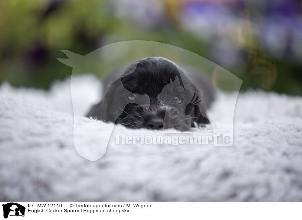 English Cocker Spaniel Welpe auf Schafsfell / English Cocker Spaniel Puppy on sheepskin / MW-12110