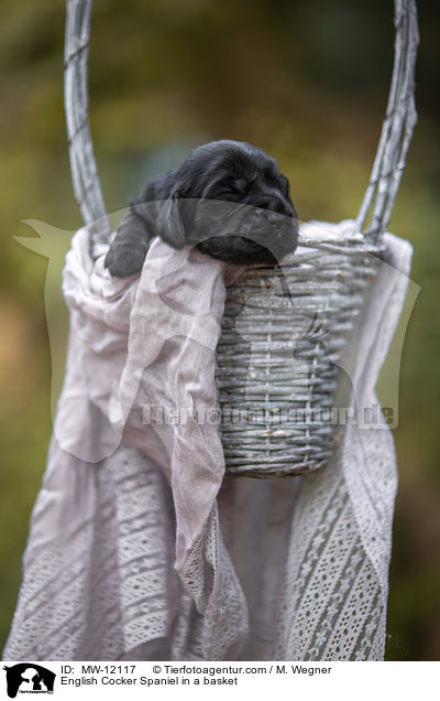 English Cocker Spaniel Welpe im Krbchen / English Cocker Spaniel in a basket / MW-12117