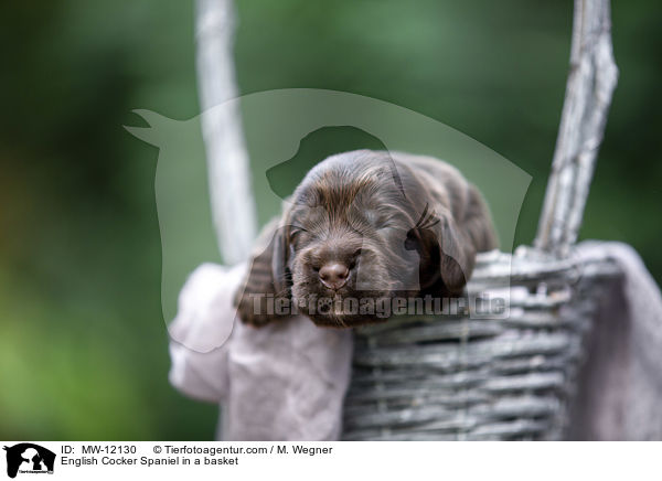English Cocker Spaniel Welpe im Krbchen / English Cocker Spaniel in a basket / MW-12130