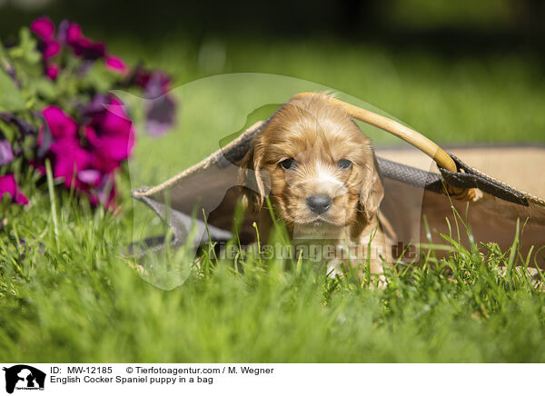English Cocker Spaniel Welpen in einer Tasche / English Cocker Spaniel puppy in a bag / MW-12185
