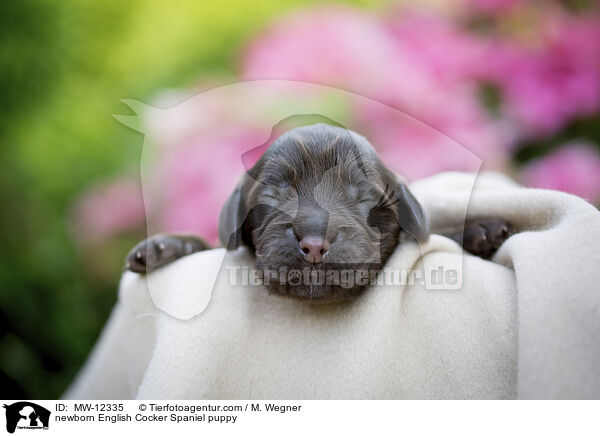 neugeborener English Cocker Spaniel Welpe / newborn English Cocker Spaniel puppy / MW-12335