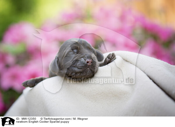 neugeborener English Cocker Spaniel Welpe / newborn English Cocker Spaniel puppy / MW-12350