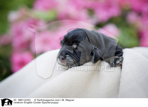 neugeborener English Cocker Spaniel Welpe / newborn English Cocker Spaniel puppy / MW-12353