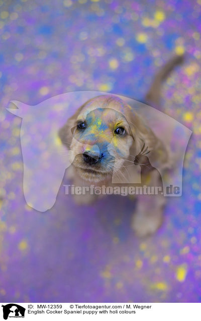 English Cocker Spaniel Welpe mit Holifarben / English Cocker Spaniel puppy with holi colours / MW-12359