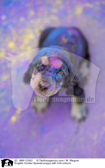 English Cocker Spaniel Welpe mit Holifarben / English Cocker Spaniel puppy with holi colours / MW-12363