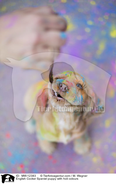 English Cocker Spaniel Welpe mit Holifarben / English Cocker Spaniel puppy with holi colours / MW-12383