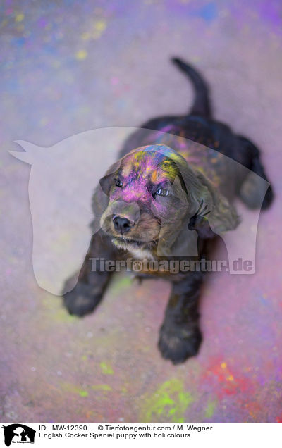 English Cocker Spaniel Welpe mit Holifarben / English Cocker Spaniel puppy with holi colours / MW-12390