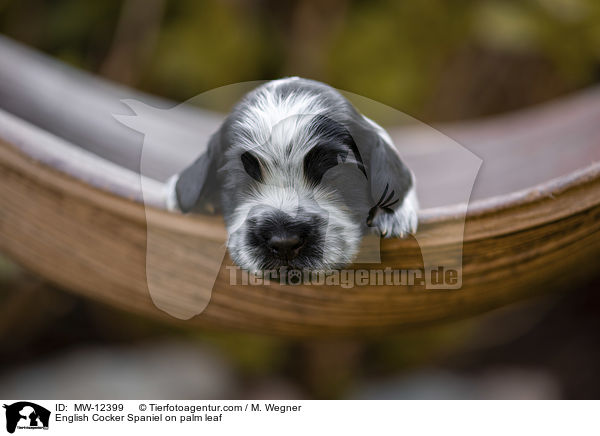 English Cocker Spaniel Welpe auf Palmblatt / English Cocker Spaniel on palm leaf / MW-12399