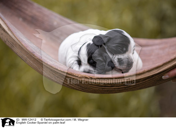 English Cocker Spaniel Welpe auf Palmblatt / English Cocker Spaniel on palm leaf / MW-12412