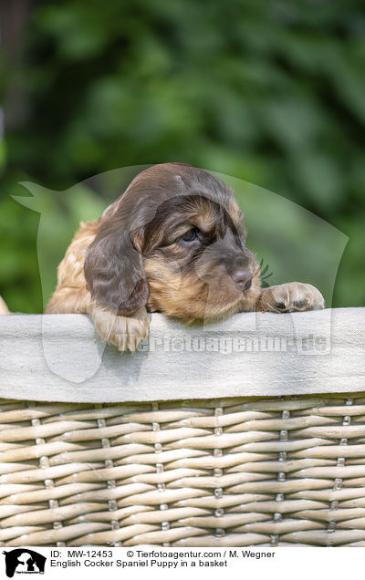 English Cocker Spaniel Puppy in a basket / MW-12453