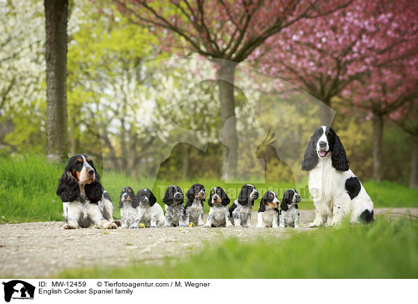 English Cocker Spaniel family / MW-12459