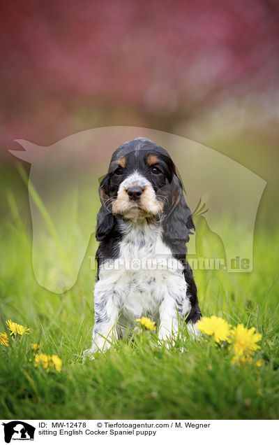 sitting English Cocker Spaniel puppy / MW-12478