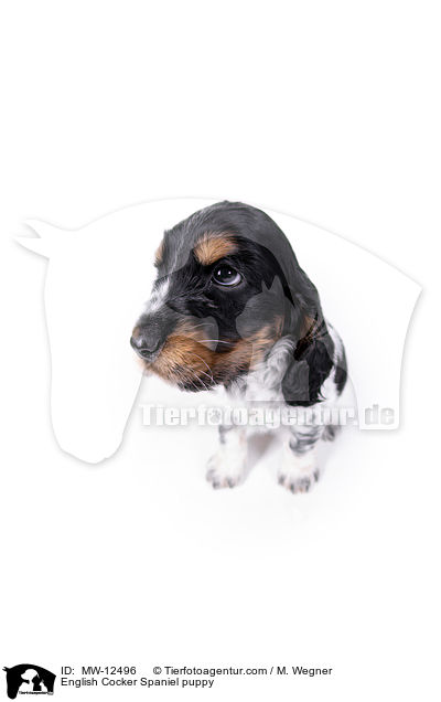 English Cocker Spaniel Welpe / English Cocker Spaniel puppy / MW-12496
