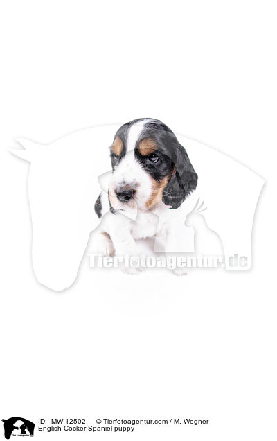 English Cocker Spaniel Welpe / English Cocker Spaniel puppy / MW-12502
