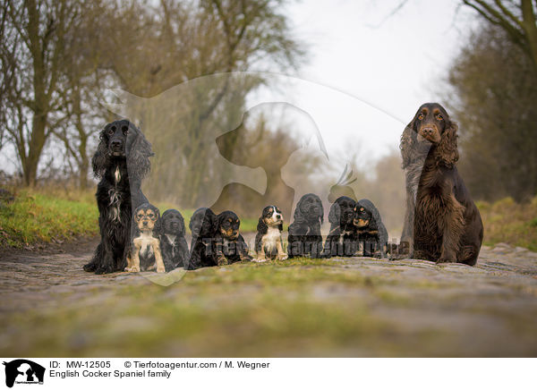 English Cocker Spaniel Familie / English Cocker Spaniel family / MW-12505