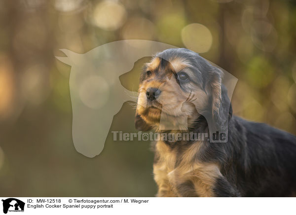 English Cocker Spaniel Welpe Portrait / English Cocker Spaniel puppy portrait / MW-12518