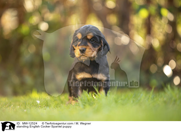 stehender English Cocker Spaniel Welpe / standing English Cocker Spaniel puppy / MW-12524