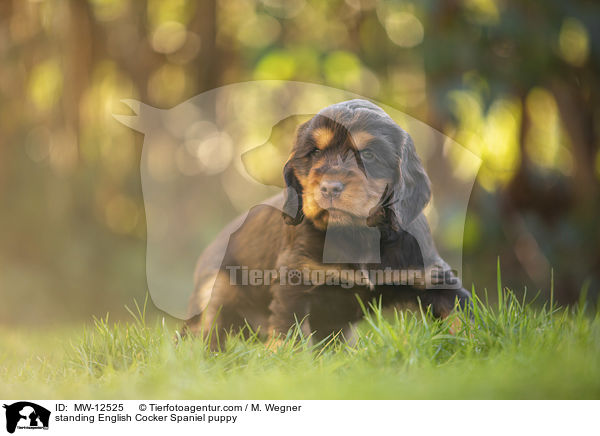 stehender English Cocker Spaniel Welpe / standing English Cocker Spaniel puppy / MW-12525