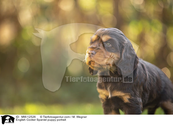 English Cocker Spaniel Welpe Portrait / English Cocker Spaniel puppy portrait / MW-12526