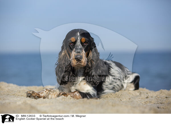 English Cocker Spaniel at the beach / MW-12633