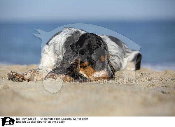 English Cocker Spaniel at the beach / MW-12634