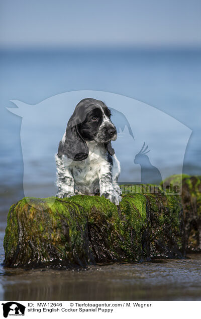 sitzender English Cocker Spaniel Welpe / sitting English Cocker Spaniel Puppy / MW-12646