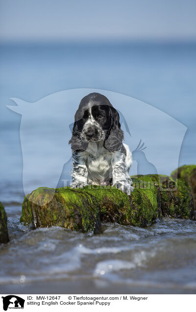 sitzender English Cocker Spaniel Welpe / sitting English Cocker Spaniel Puppy / MW-12647