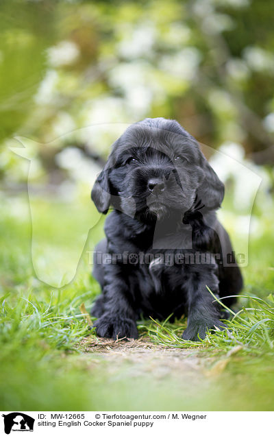 sitzender English Cocker Spaniel Welpe / sitting English Cocker Spaniel puppy / MW-12665