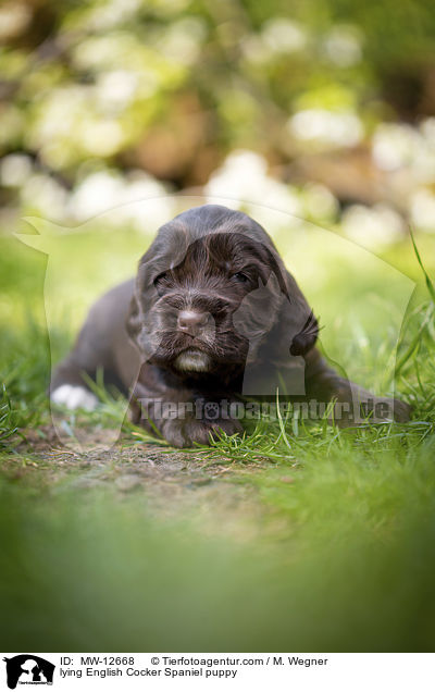 liegender English Cocker Spaniel Welpe / lying English Cocker Spaniel puppy / MW-12668