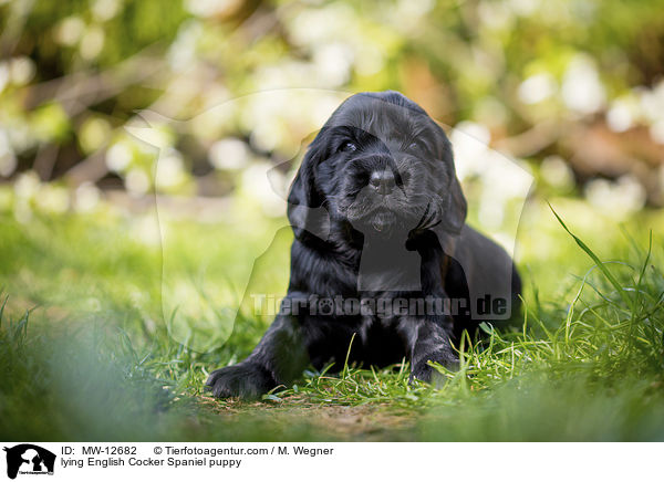 liegender English Cocker Spaniel Welpe / lying English Cocker Spaniel puppy / MW-12682