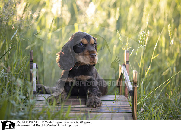 6 Wochen alter English Cocker Spaniel Welpe / six weeks old English Cocker Spaniel puppy / MW-12698