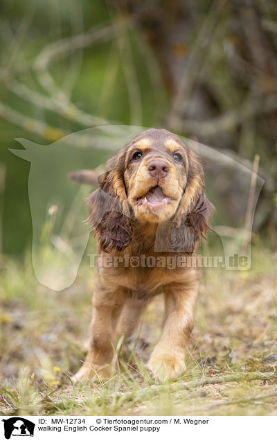 laufender English Cocker Spaniel Welpe / walking English Cocker Spaniel puppy / MW-12734