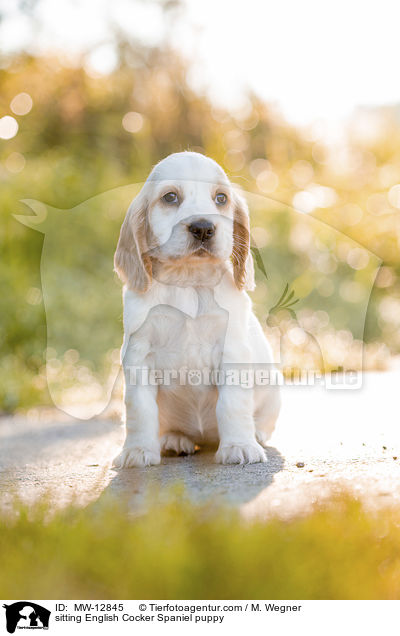 sitzender English Cocker Spaniel Welpe / sitting English Cocker Spaniel puppy / MW-12845