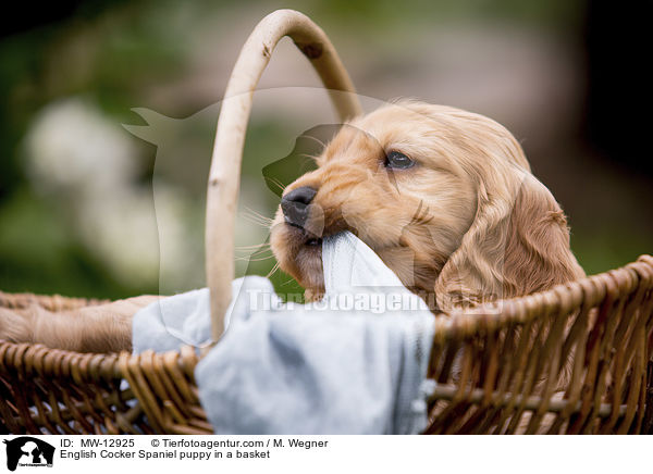 English Cocker Spaniel puppy in a basket / MW-12925