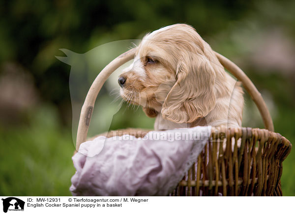 English Cocker Spaniel puppy in a basket / MW-12931