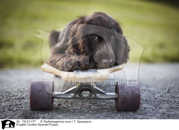 English Cocker Spaniel Puppy / TS-01177