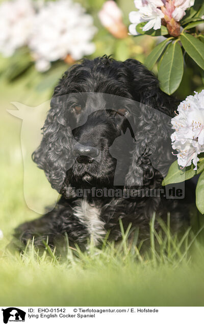 liegender English Cocker Spaniel / lying English Cocker Spaniel / EHO-01542