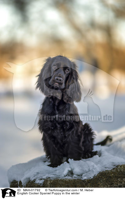 English Cocker Spaniel Welpe im Winter / English Cocker Spaniel Puppy in the winter / MAH-01792