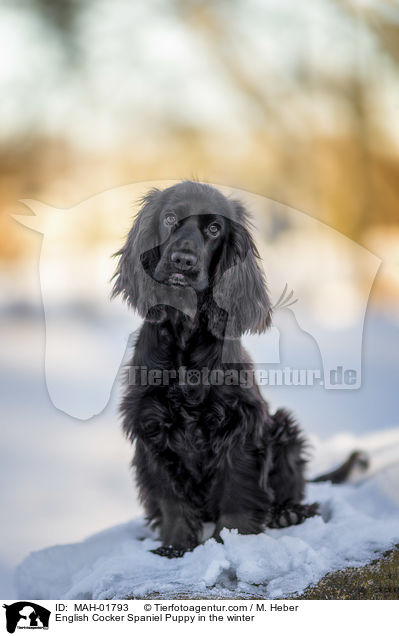 English Cocker Spaniel Welpe im Winter / English Cocker Spaniel Puppy in the winter / MAH-01793