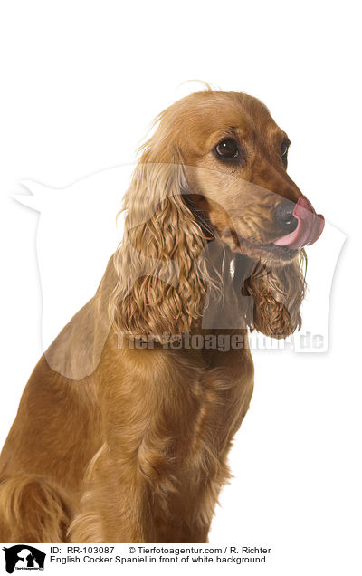 English Cocker Spaniel vor weiem Hintergrund / English Cocker Spaniel in front of white background / RR-103087