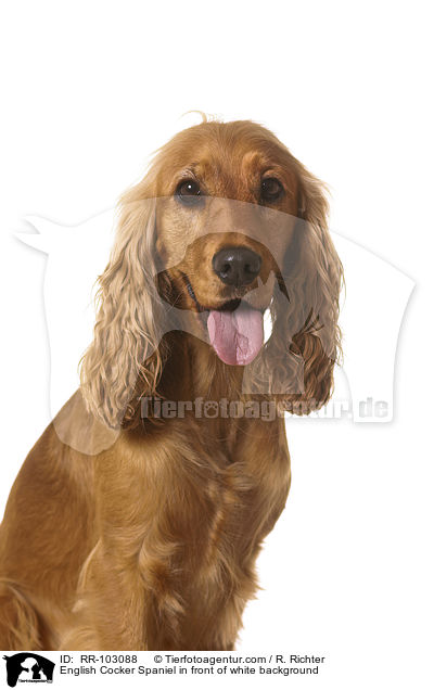 English Cocker Spaniel vor weiem Hintergrund / English Cocker Spaniel in front of white background / RR-103088