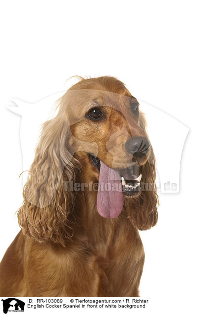 English Cocker Spaniel in front of white background / RR-103089