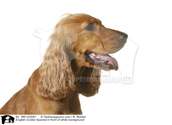 English Cocker Spaniel vor weiem Hintergrund / English Cocker Spaniel in front of white background / RR-103091